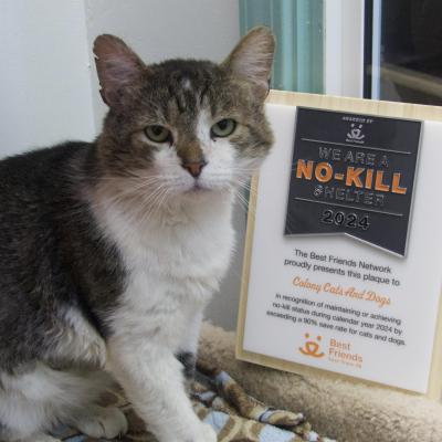 Cat sitting next to the Colony Cats and Dogs plaque